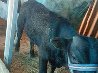 Dibi, Cattle — sawirka 1