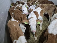 Lembu jantan, Simmental cattle — foto 1