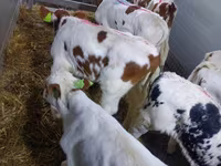 Buqa, Simmental cattle — 1-rasm