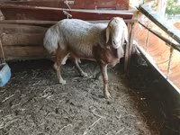 ভেড়ার পাঁঠা, Arashan sheep — ছবি 6