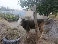 Lo’, Cattle — sawirka 2