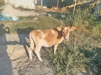 Tyre, Simmental cattle — foto 1