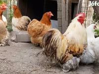 Pekin-Zwerg — Foto 3
