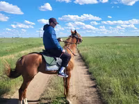 اسب نر, Thoroughbred horse — عکس 2