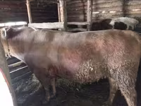 วัวตัวผู้, Simmental cattle — รูปภาพ 3