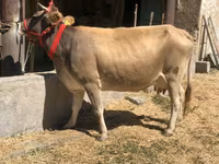 Կով, Ջերսի ցեղատեսակ — լուսանկար 4