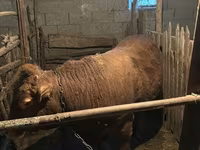 Toro, Ganado vacuno — foto 3