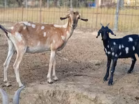 ፍየል, Nubian Goat — ፎቶ 1