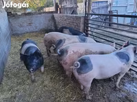 Varkens (partij, geslacht niet gespecificeerd), Varkens — foto 2
