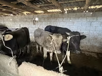 Lembu jantan, Cattle — foto 2