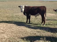 Býk, Swiss cattle — foto 6
