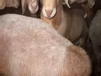 قوچ, Arashan sheep — عکس 2