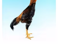 Shamo chickens — foto 7