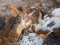Chickens — foto 1