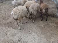 قوچ, گوسفند — عکس 3