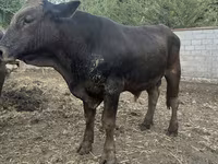 گاو نر, Swiss cattle — عکس 3