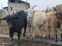 بز ماده, Saanen goat — عکس 1