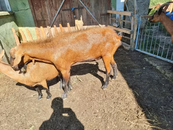 Buk, Geder — Moldova