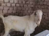Echki, Alpine goat — 1-rasm