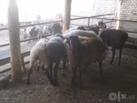 公羊, Arabi sheep — 照片 5