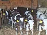 ወንድ በሬ, Holstein breed — ፎቶ 2