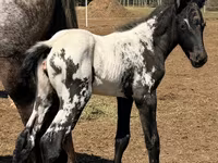 Merrie, Appaloosa — foto 2