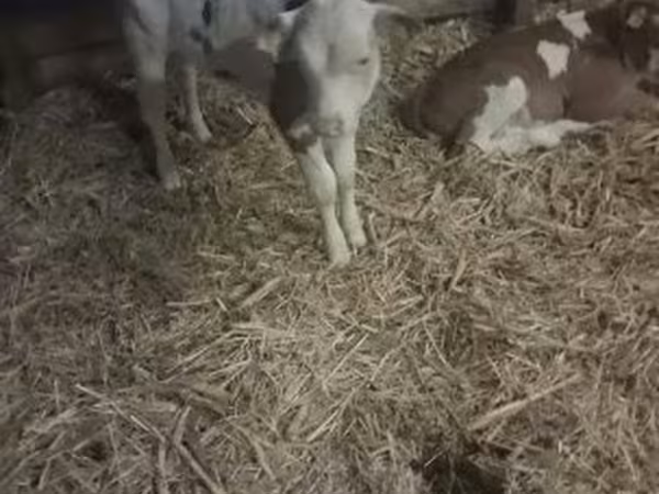 Lembu jantan, Hungarian Grey breed