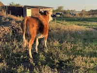 گاو ماده, گاو سفیدسر قزاقستانی — عکس 4