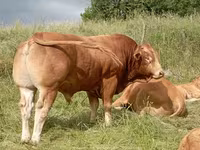 ወንድ በሬ, Limousin cow — ፎቶ 1