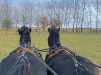 Pastuv, Hungarian horse breed — fotografija 4