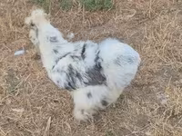 Silkie — foto 8