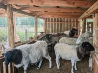 Beran, Dorper sheep — foto 1