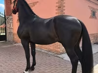 Kůň, Nonius horse — foto 1
