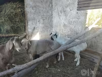 قوچ, Arashan sheep — عکس 5