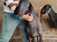 Berbec, Arashan sheep — foto 7