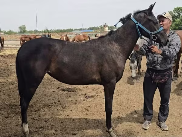Stute, Akhal-Teke