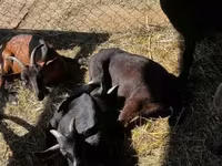 Արու այծ, Nubian Goat — լուսանկար 5