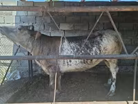 گاو ماده, بلژیکی آبی — عکس 2