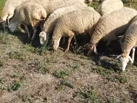 Får, Karabakh sheep — foto 5