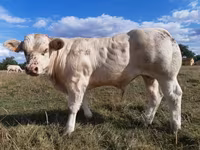 Bull, Charolais cattle — photo 1