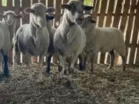 بھیڑ, Merinoland sheep — تصویر 4