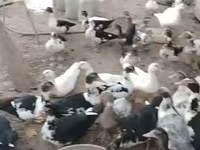 Ducks — عکس 5