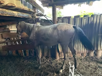 Mare, Horses — photo 2