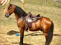 اسب نر, Tennessee Walking Horse — عکس 3