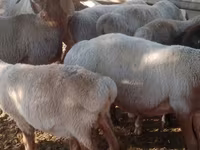 Beran, Arashan sheep — foto 5