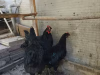 Chickens — photo 4