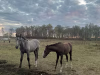Iapă, Horse breed — foto 3