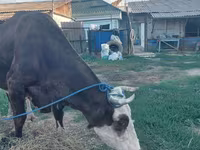 Krava, Russian Black pied cattle — fotografija 2