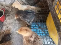 Chickens — foto 4