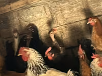 Turkeys — photo 4